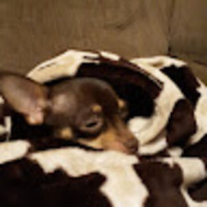 Meet your Posher, Bridget